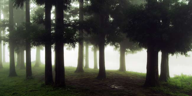 Relieve Stress by Walking the Woods